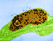 Chromoplast from Forsythia Petal