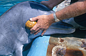 Dolphin Echolocation