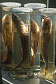 Fish Specimens in Museum