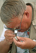 Ornithologist Studying Kentish Plover Egg