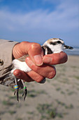 Banding Kentish Plover