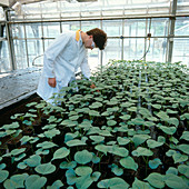 Plants for Insecticide Experiments