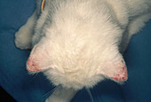Cell Carcinoma on Cat Ears