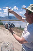 Weighing american Avocet