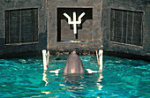 Dolphin Intelligence Research (1 of 3)