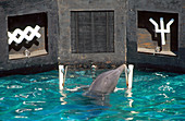 Dolphin Intelligence Research (3 of 3)
