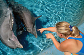 Researcher with Dolphins