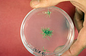 Single Cell Tree Growth