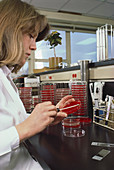 Researcher in Microbiology Lab