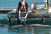 Teaching a Dolphin