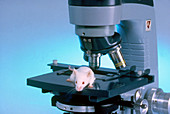 Mouse on Microscope