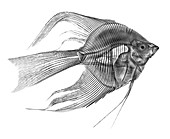 Angel Fish X-ray