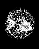Pufferfish X-ray