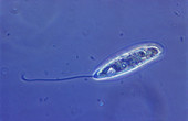 Peranema trichophorum,LM