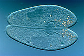 Paramecium during Conjugation