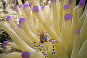 Anemone and Cleaner Shrimp