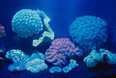 Fluorescent Coral
