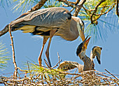 Great Blue Heron Adult Feeding Nestling