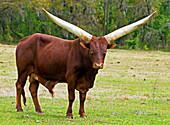 Ankole-Watusi Cattle