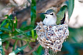 Black-chinned Hummingbird at Nest