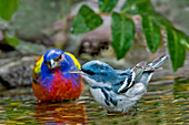 Painted Bunting & Cerulean Warbler