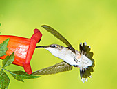 Ruby Throated Hummingbird Female