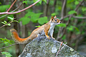 American Red Squirrel