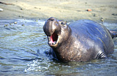 Northern Elephant Seal