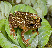 Variable Clown Treefrog