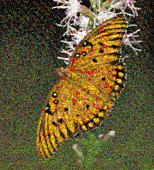 Fritillary Butterfly Mosaic