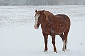 Horse in Snow,Yukon,Canada