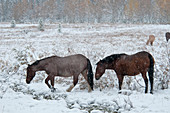 Horses in Snow,Yukon,Canada