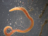 Benthic bristle worm