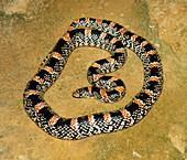 Longnose Snake