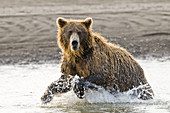 Brown Bear Chasing Salmon