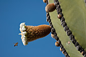 Cardon Cactus Flower