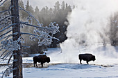 Bison near thermal springs
