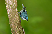 Cerulean Warbler