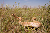 Coachwhip Snake in the Wild