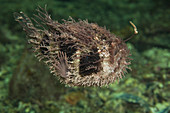 Tasselled Anglerfish
