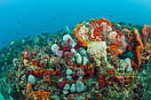 Florida Coral Reef