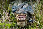 American Alligator