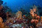 Komodo Island Reef