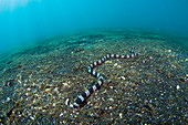 Saddled Snake Eel