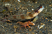 Shrimp and Goby