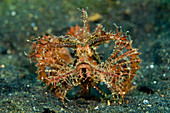 Ambon Scorpionfish