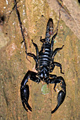 Wood Scorpion