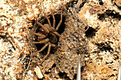 Trapdoor Spider