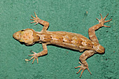 Rakwana Bent-toed Gecko Missing Tail