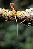 Juvenile Kangaroo Lizard